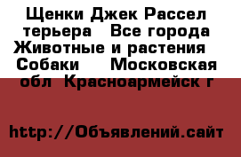 Щенки Джек Рассел терьера - Все города Животные и растения » Собаки   . Московская обл.,Красноармейск г.